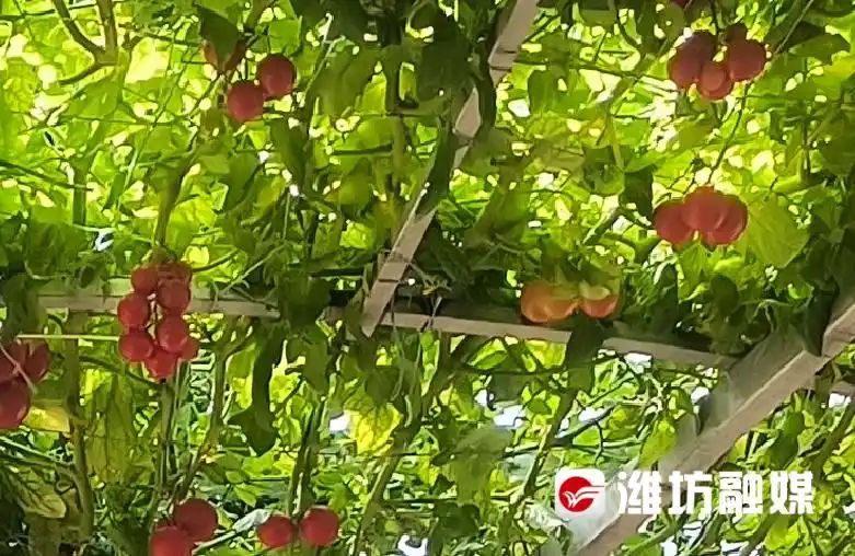 蕃茄树种植技术