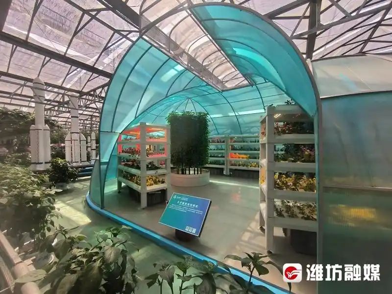 蕃茄树种植技术