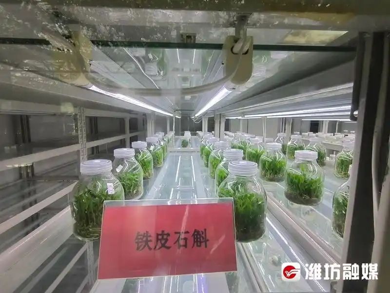 蕃茄树种植技术