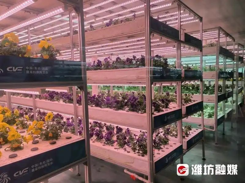 蕃茄树种植技术