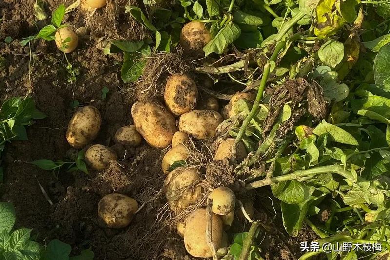 夏季芹菜种植技术