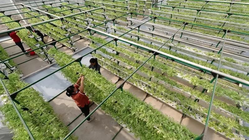大棚蕃茄种植技术