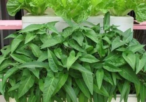 夏季芹菜种植技术