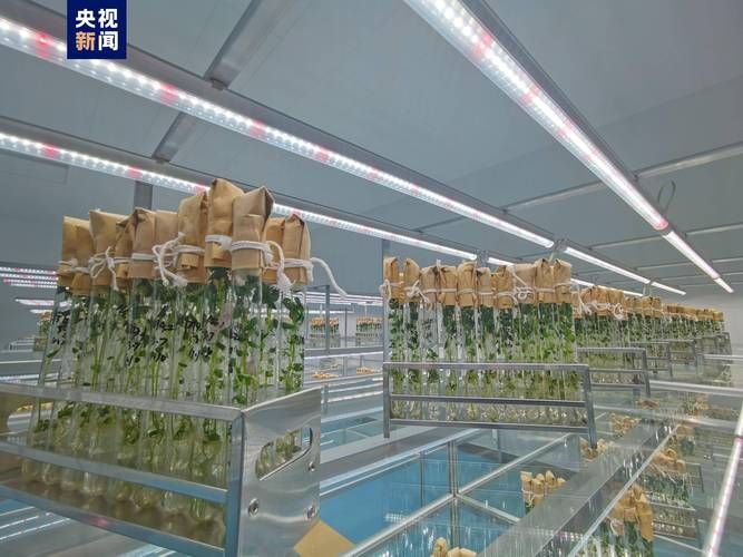 马铃薯移栽种植技术势