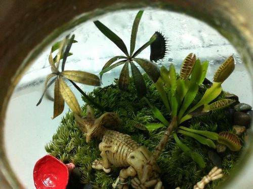 食虫草种子种植方法