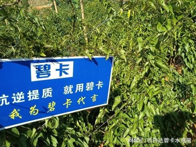 山药的种植方法图解