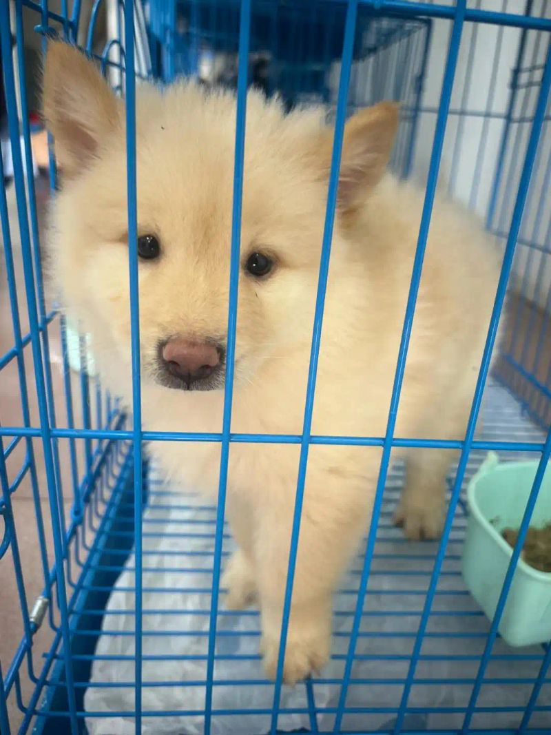 纯种松狮多少钱