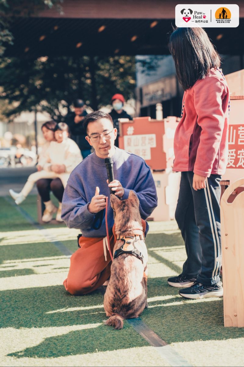 纯种松狮多少钱