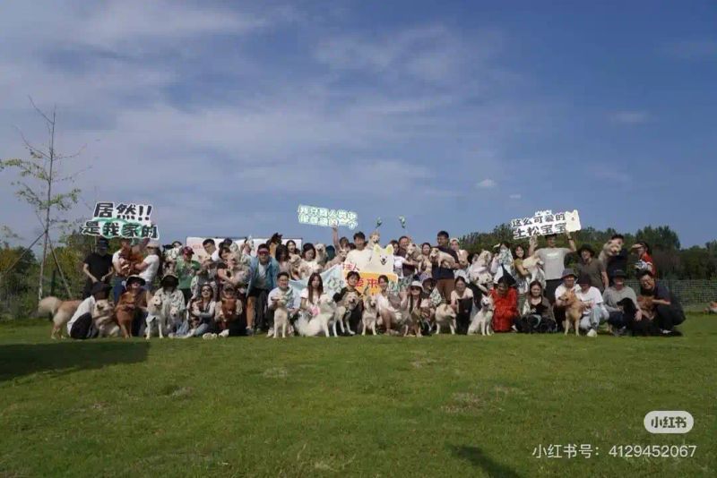 纯种松狮多少钱