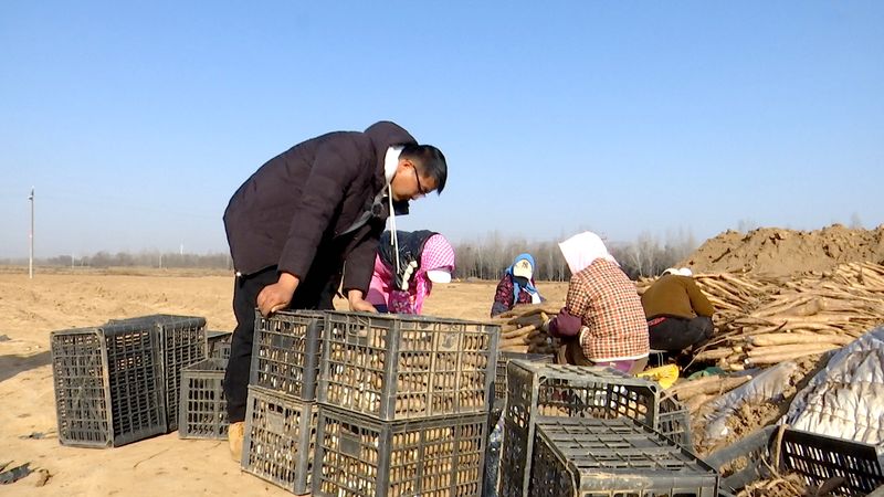 山药的种植方法图解