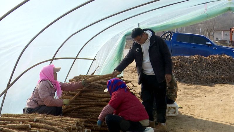 山药的种植方法图解