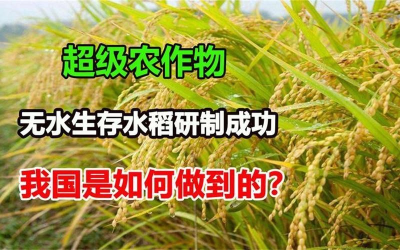 无土水稻种植技术视频