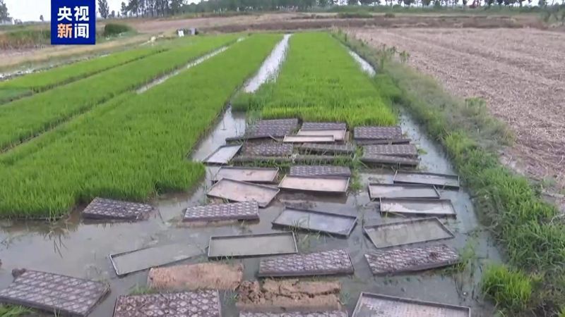 无土水稻种植技术视频