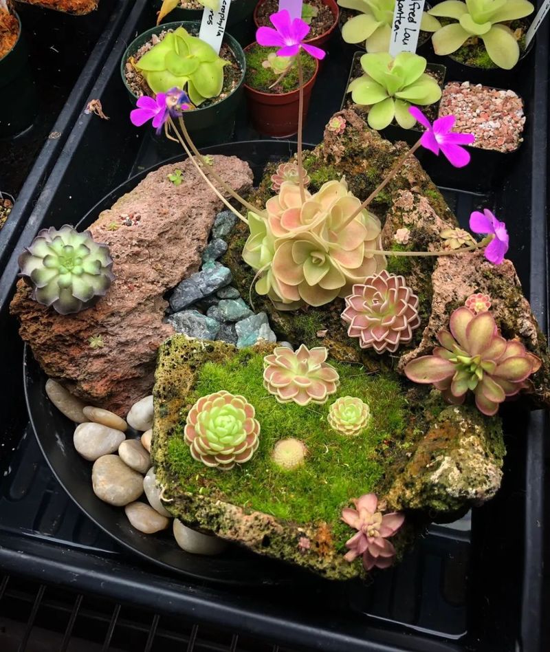 食虫草种子种植方法