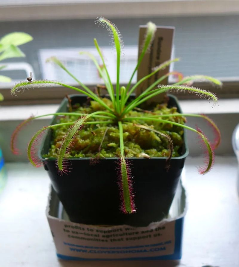 食虫草种子种植方法