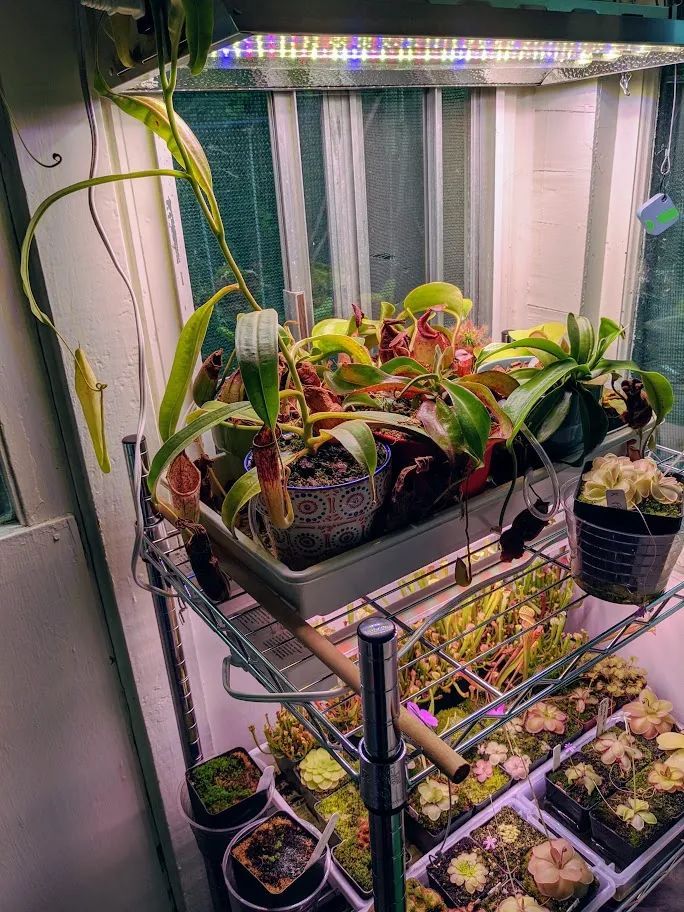 食虫草种子种植方法