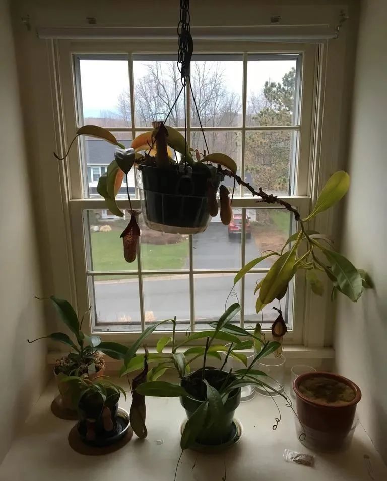 食虫草种子种植方法