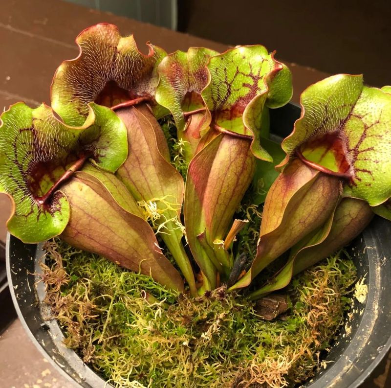 食虫草种子种植方法