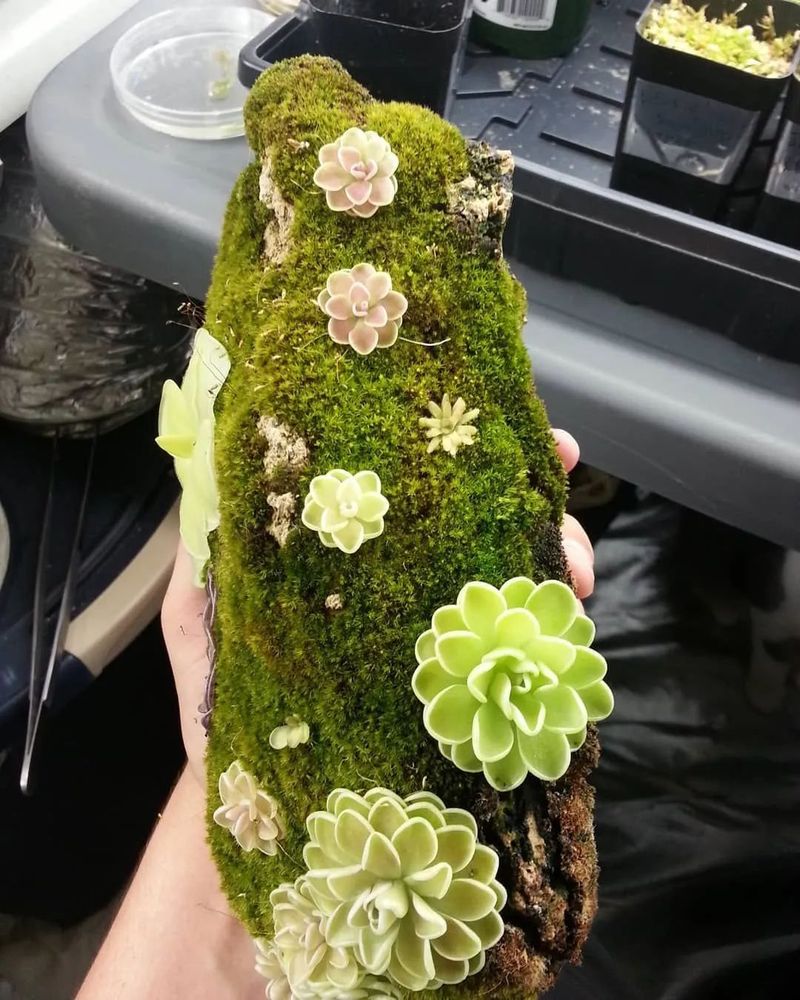食虫草种子种植方法
