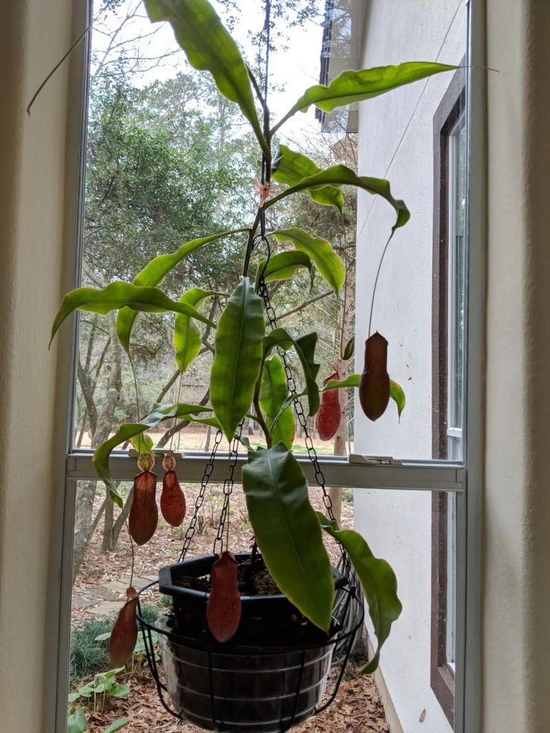 食虫草种子种植方法