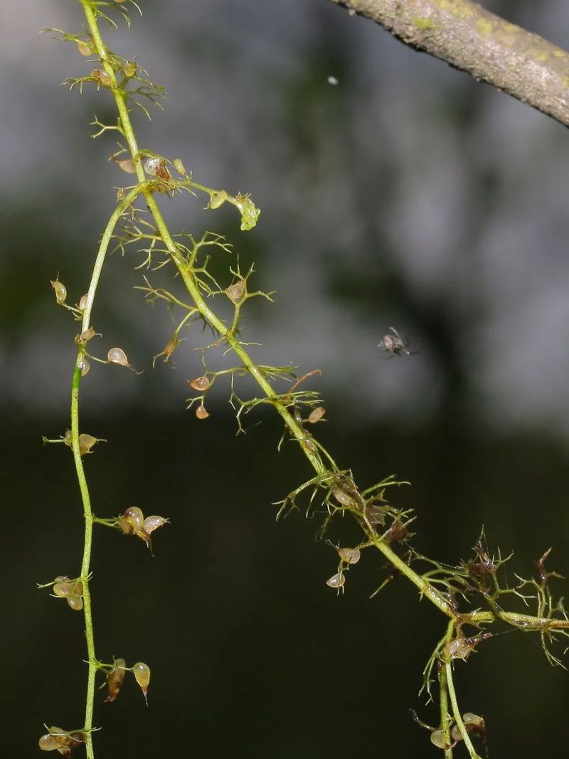 食虫草种子种植方法