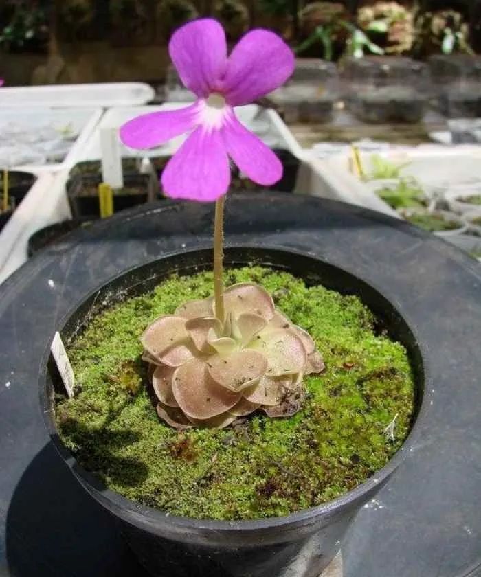 食虫草种子种植方法