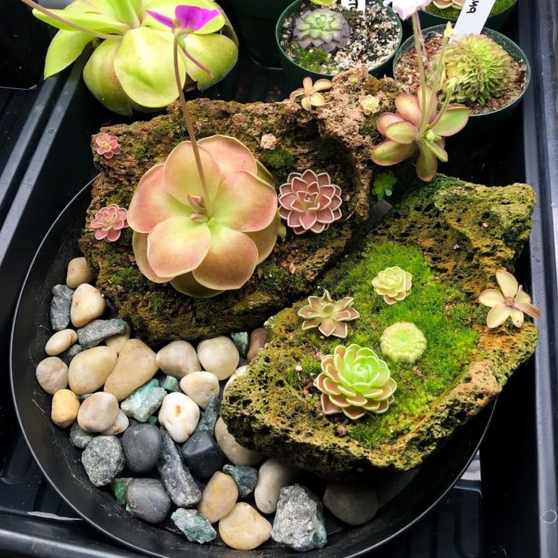 食虫草种子种植方法