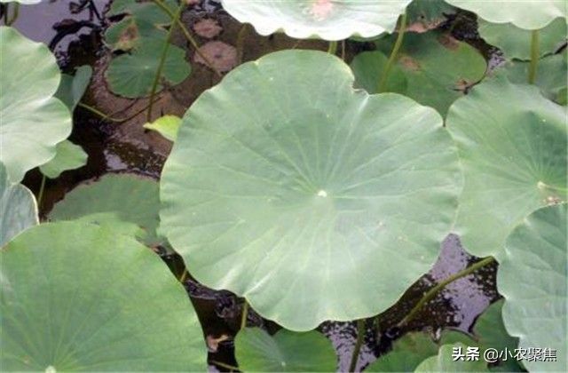 浅水莲藕种植技术