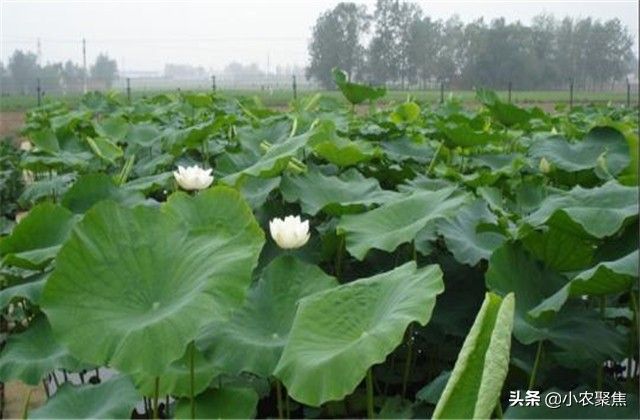浅水莲藕种植技术
