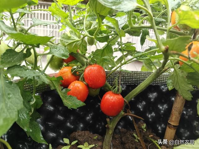 夏季芹菜种植技术