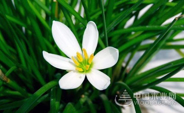 葱兰花种植方法