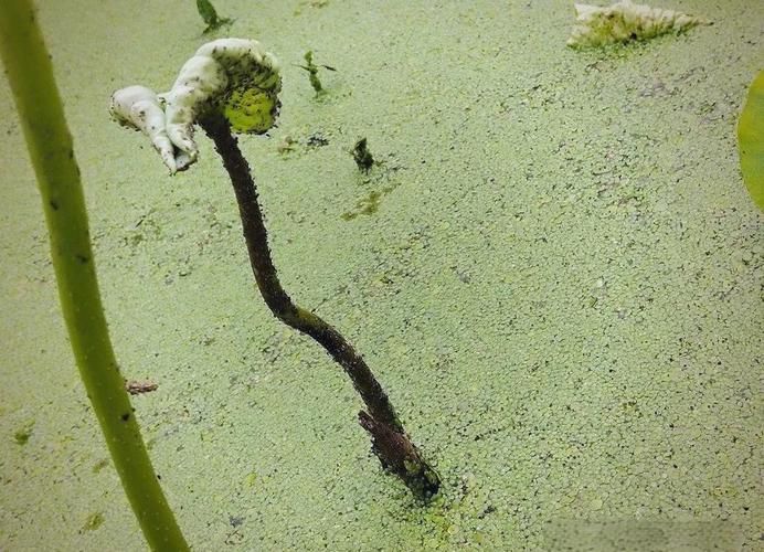 莲藕种植技术-央视农业技术网