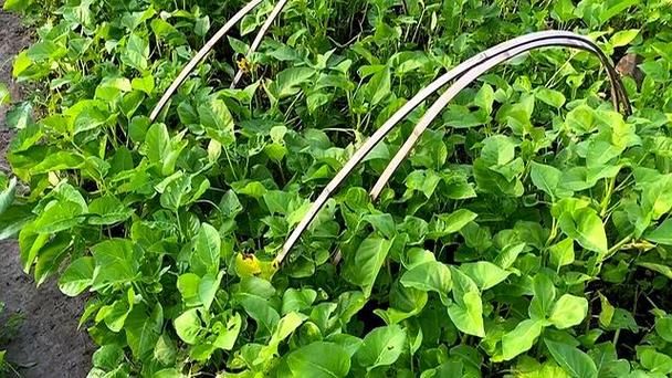 夏季芹菜种植技术