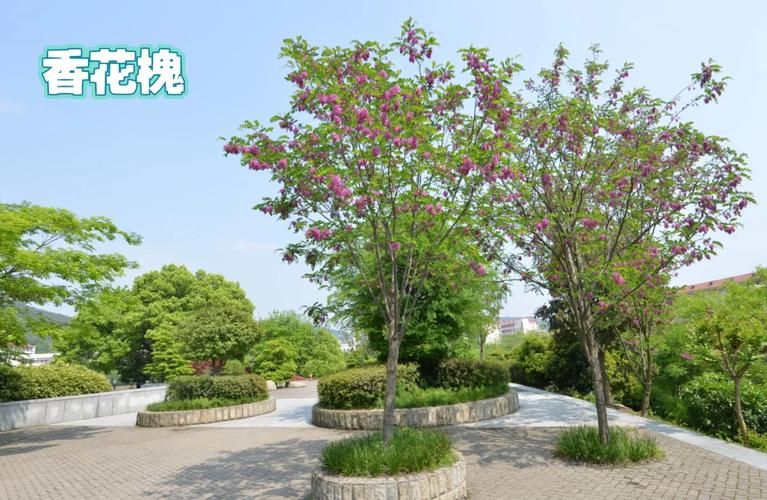 适合北方种植的果树