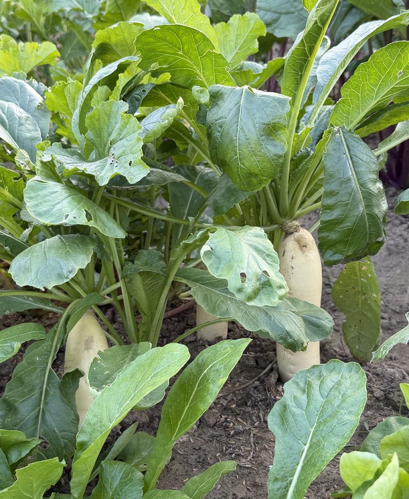 夏季芹菜种植技术