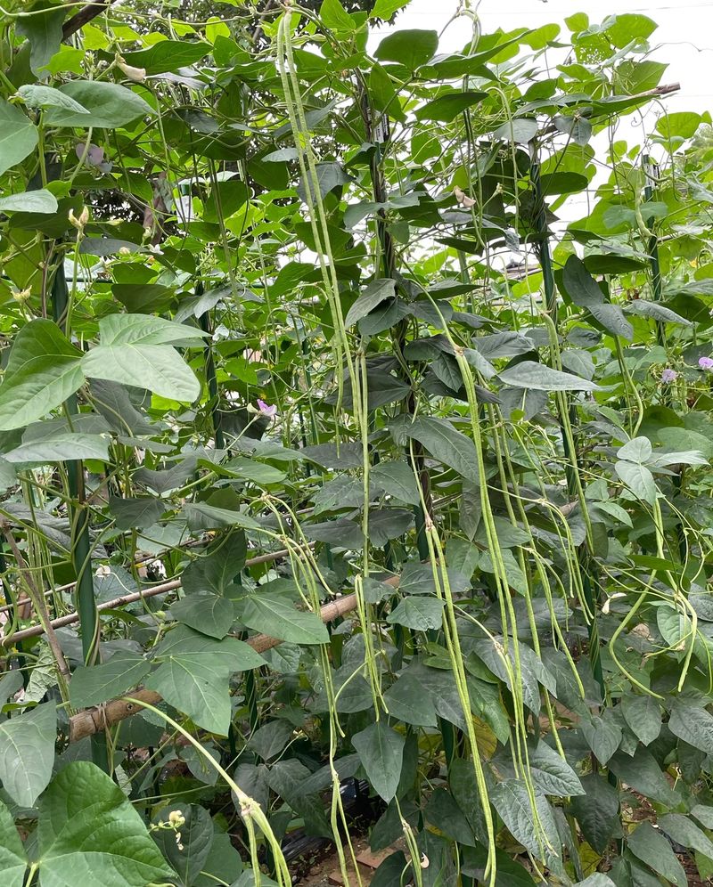夏季芹菜种植技术