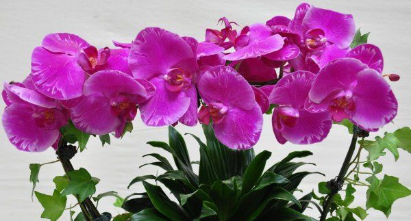 葱兰花种植方法