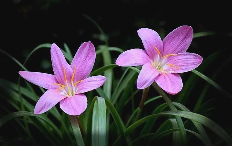 葱兰花种植方法