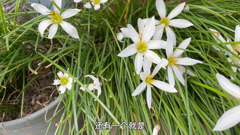 葱兰花种植方法