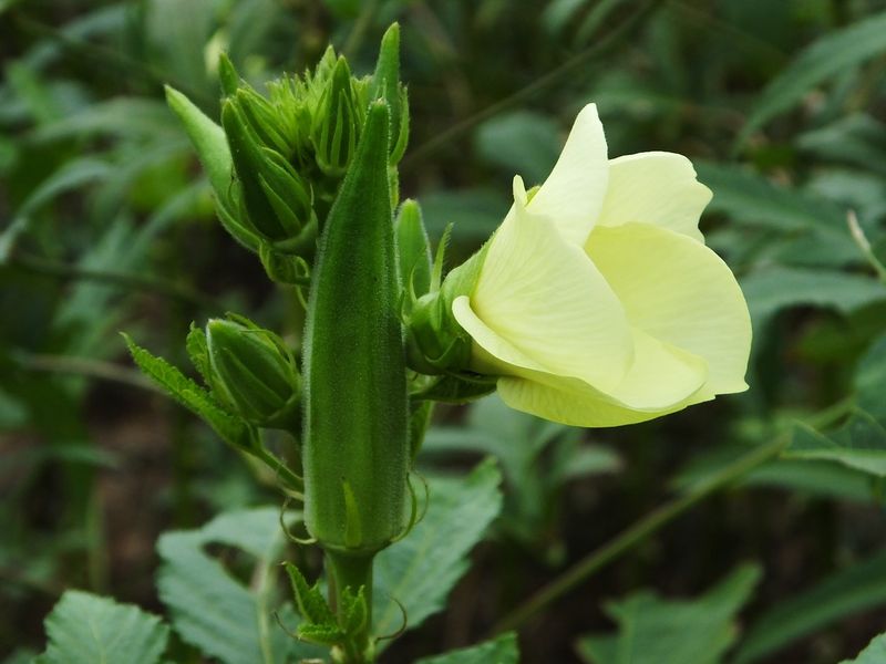 夏季芹菜种植技术