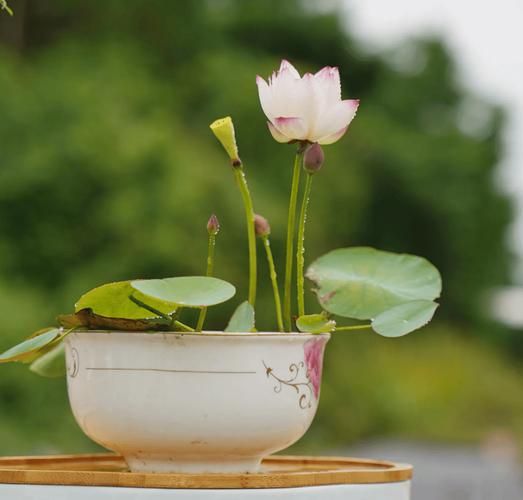 盆荷花种植方法图解