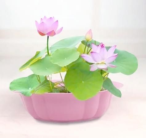 盆荷花种植方法图解