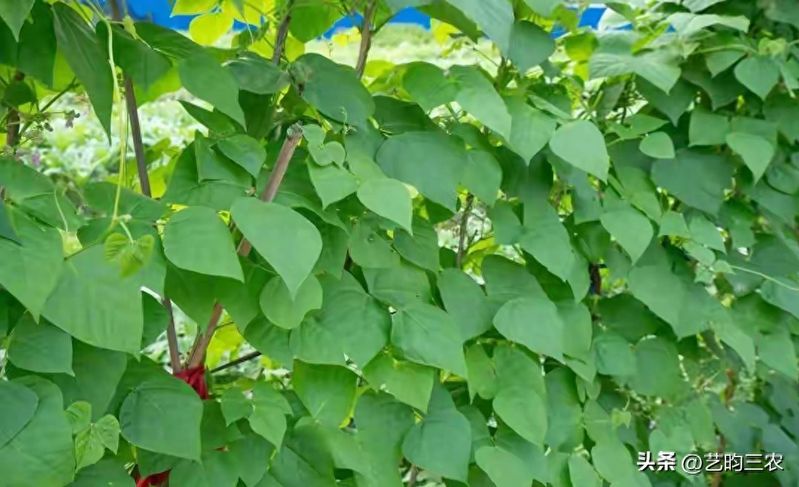 秋豆角、秋黄瓜、胡萝卜、秋芹菜,千万记住这几点,要不白种!