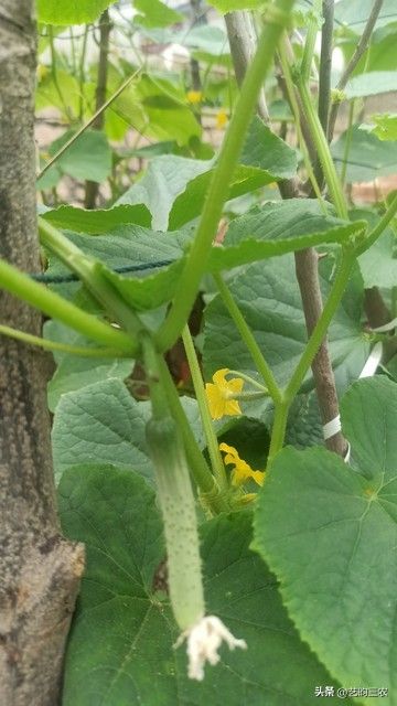 夏季芹菜种植技术