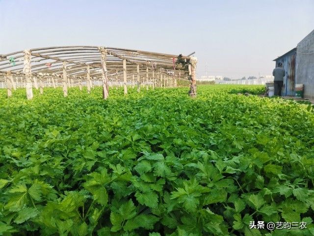 夏季芹菜种植技术