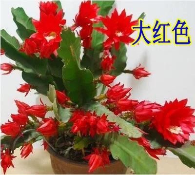 盆荷花种植方法图解