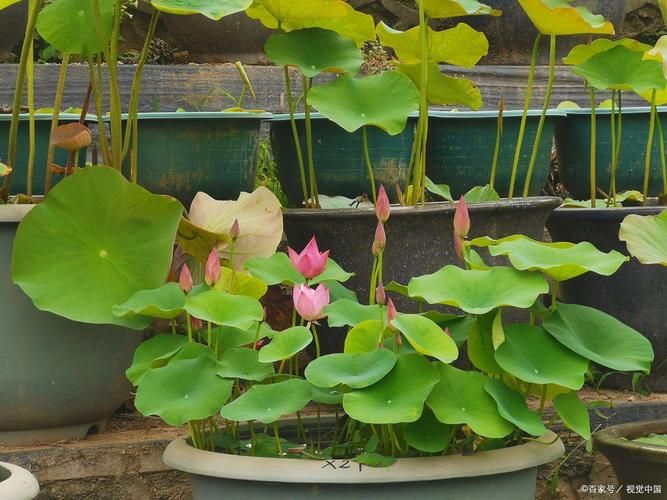 盆荷花种植方法图解