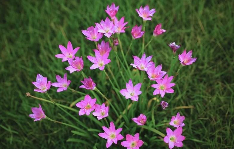 葱兰花种植方法