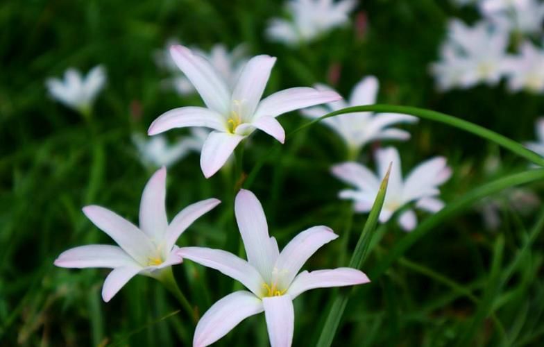 葱兰花种植方法