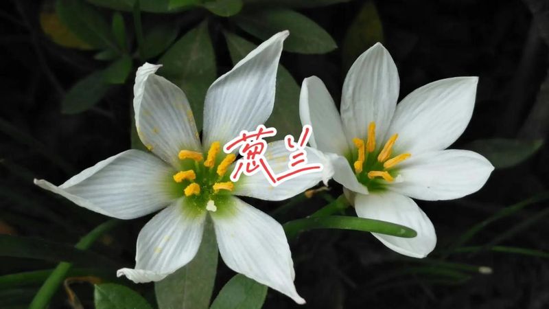 葱兰花种植方法
